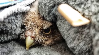 The owl got up on its legs, spat a pellet, ate a lot of delicious things, got a name