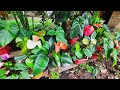 TOUR POR EL HERMOSO JARDIN DE MARLENI- Nos muestra su secreto para mantener sus plantas hermosas