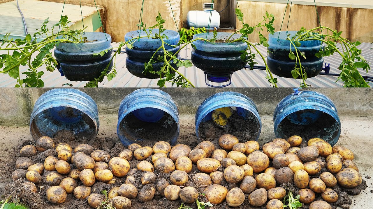 Grow Potatoes in Containers & Bags: 8 Best Secrets! - A Piece Of Rainbow