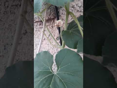 ثمرة قرعة المته في النمو اول اليوم الثلاثاء 7 7 2020