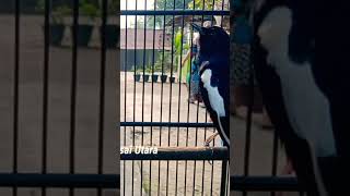 Kacer Gacor Bongkar Isian Suara Tajam