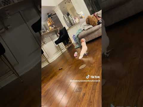 TikTok Trending Videos Tiktok Shorts Trending