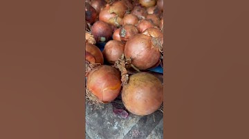 Evolution Separator removing loose shale and debris from onions 🧅🌿