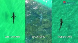 Know your sharks from the air - identification tool for drone pilots