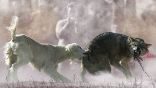 13 Dog Breeds That Can Defeat Wolves by IPet Guides 638 views 2 weeks ago 6 minutes, 3 seconds