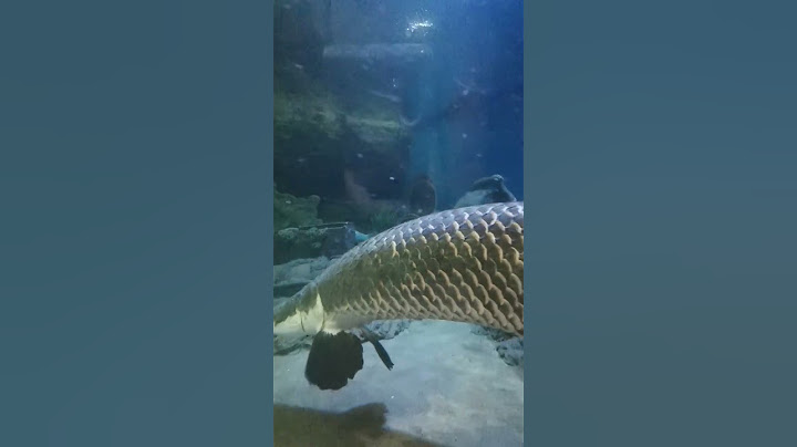 Underwater World, Pattaya, Thailand #underwater
