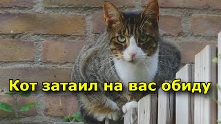 Ваш кот затаил на вас обиду (4 признака)