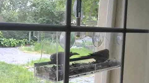 Raspberry Pi bird camera at my house 4/11/2020 395
