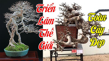 Triển lãm cây cảnh thế giới nó khác hẳn với Việt Nam anh em ạ