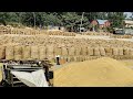 Paddy market  dana mandi  paddy procurement  rice market  rice farming