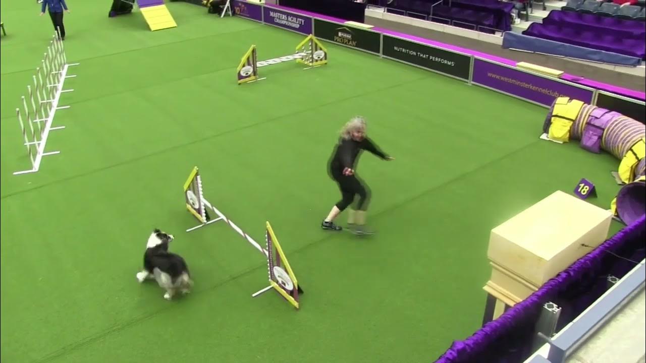 Kensi Westminster Agility 2023 YouTube
