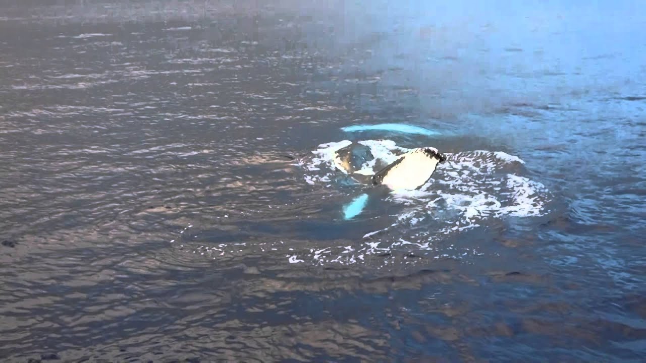 Very Very Friendly Whale