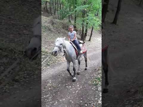 Video: Երբ ձիերը խեղդվում են - Ինչպես բուժել խեղդող ձիուն