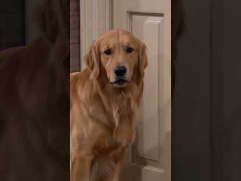 Chief & Champ: The Doorbell