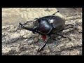 生き物ダラダラトーク146 レプタイルズ春ラヴァ