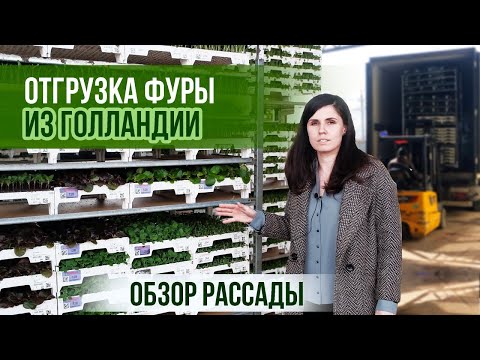 Wideo: Gdzie Kupić Herbatę Krasnodar