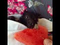Fruit Bat Loves Watermelon