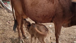Newborn Calf Tries To Suckle From Mother Cow