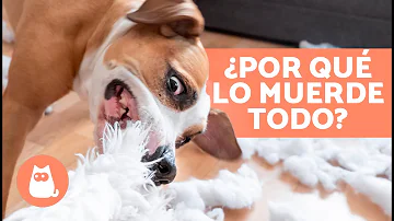 ¿Por qué mi perro de 1 año sigue mordiendo?