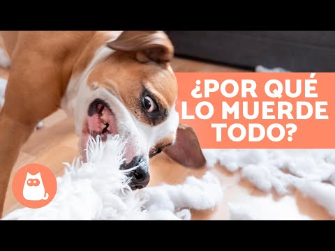 Video: ¿Qué significa cuando tu perro muerde en cosas?