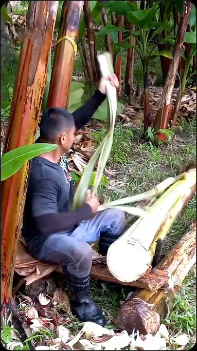 Harvesting abaca fibers.
