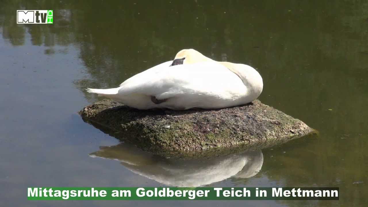 Mittagsruhe am Goldberger Teich in Mettmann 06.05.2013 YouTube Mittagsruhe am Goldberger Teich in Mettmann 06.05.2013 YouTube