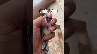 Download Lagu gelatik Betina #glatik #gelatikbatugacor #gelatikbatu #pancingangelatikbatu #birdsongs MP3