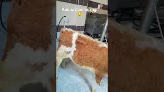 Kuduz olan buzağı 😯😯🦠🦠 😢 #vet #inek #hayvanlar