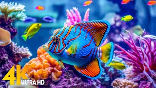 Aquarium 4K VIDEO (ULTRA HD) 🐠 Beautiful Coral Reef Fish - Relaxing Sleep Meditation Music