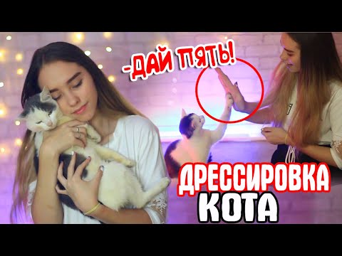 Видео: Обучение кошек: как научить кошку сидеть