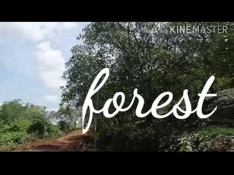 Forest in AP(andhra pradesh) - YouTube