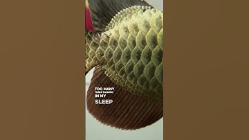 Nuôi cá rồng kim long đẹp #arowana #arwanasepauk #fishing #fish #carong #arowanalovers