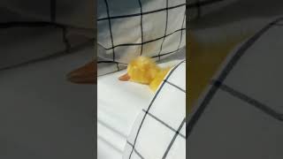 Looks So Peaceful Via