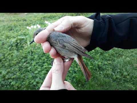 Как выглядит горихвостка-чернушка?