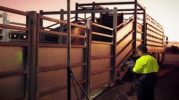 5G and AI make counting cattle easy as 1, 2, 3 for smart farms of the future