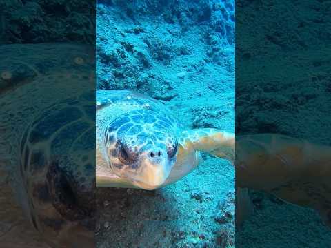 Uykudan uyanan caretta