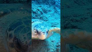 Uykudan Uyanan Caretta Üplüdalış