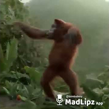 Machelo ndi mundende(madlipz in venda)