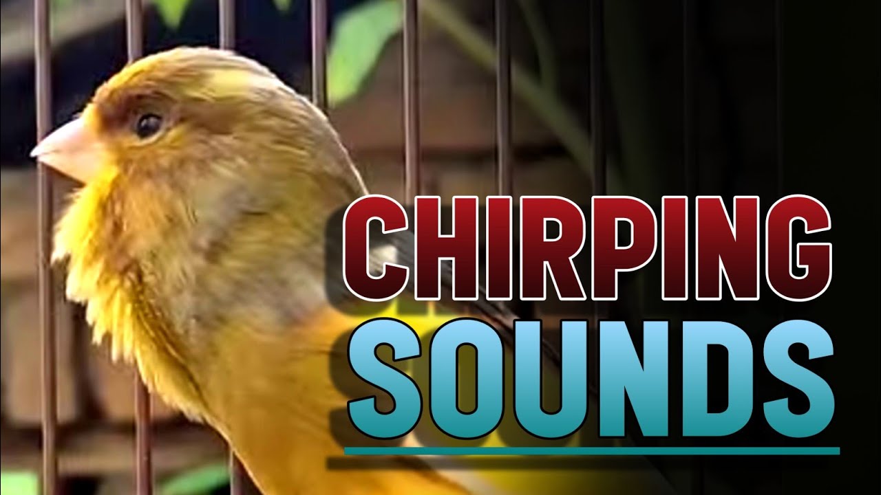 Kenari Gacor Panjang Rol Rapat | Burung Kenari Bernyanyi, Canario Belga #007 