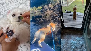 Leave your dog alone, they've had enough by Dog Things 21,300 views 7 months ago 5 minutes, 16 seconds