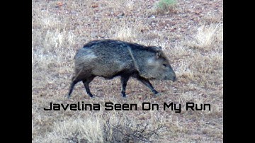Javelina Seen On My Run