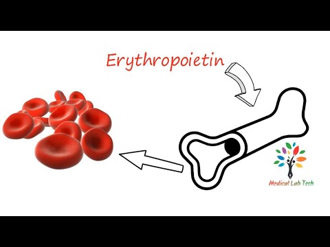 Regulation of erythropoiesis