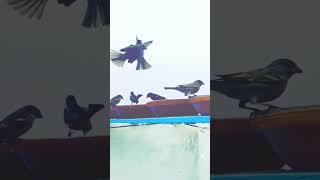 Sparrow in Motion! 🐦 Mid-Air Action at the Feeding Station | 4K Ultra HD #sparrow #sparrowsound