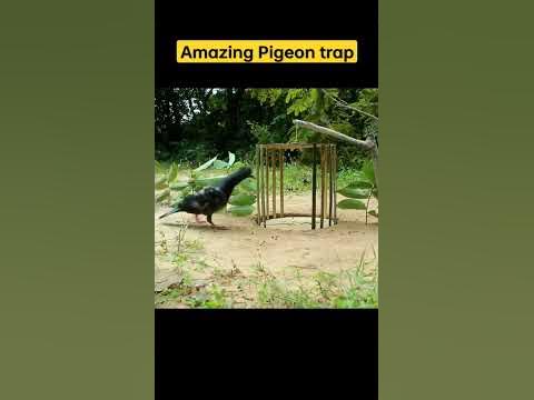 amazing-bird-trap-using-bamboo-and-cardboard-or-pigeon-trap-shorts-ytshorts-youtubeshorts-trap