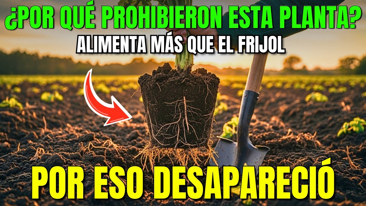 ¿Por qué PROHIBIERON esta planta ancestral? Alimenta más que el Frijol.