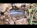 Wow Super Top Video_Catching Up Giant&A lot of Fish in Underground on Dry Season_Major Fishing