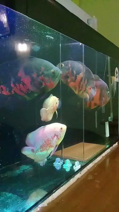 Download lagu ikan oscar jumbo #shorts