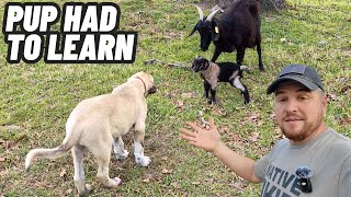 Guard Dog Puppy Learns An Important Lesson Momma Goat Was Only Protecting Her New Baby