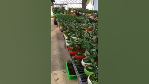 cung cấp sỉ cây may mắn tài lộc toàn quốc 0973447331