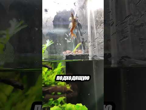 Почему эта рыба плюётся на листья? Узнай правду о тетра-прыгуне!😲🐠